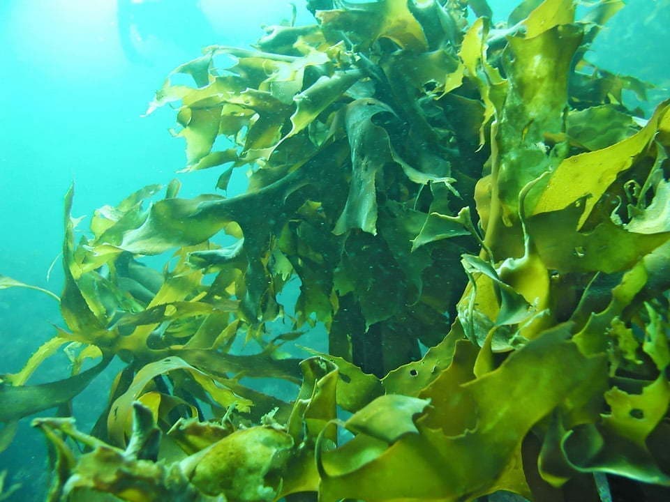 フコキサンチンイメージ